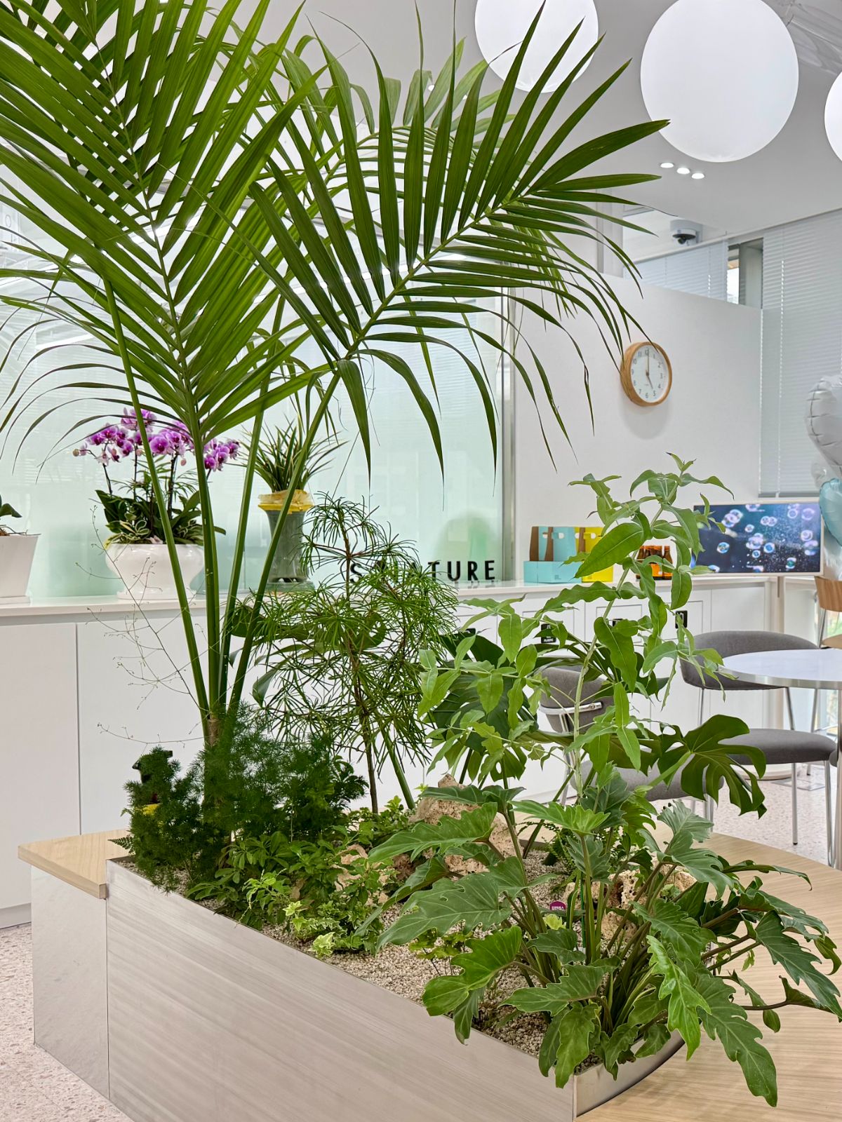 S.nature planter with monstera and palm