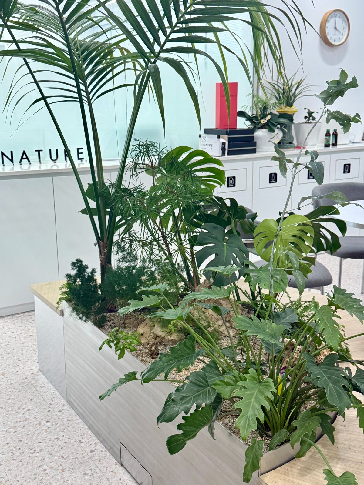 S.nature planter with monstera and palm